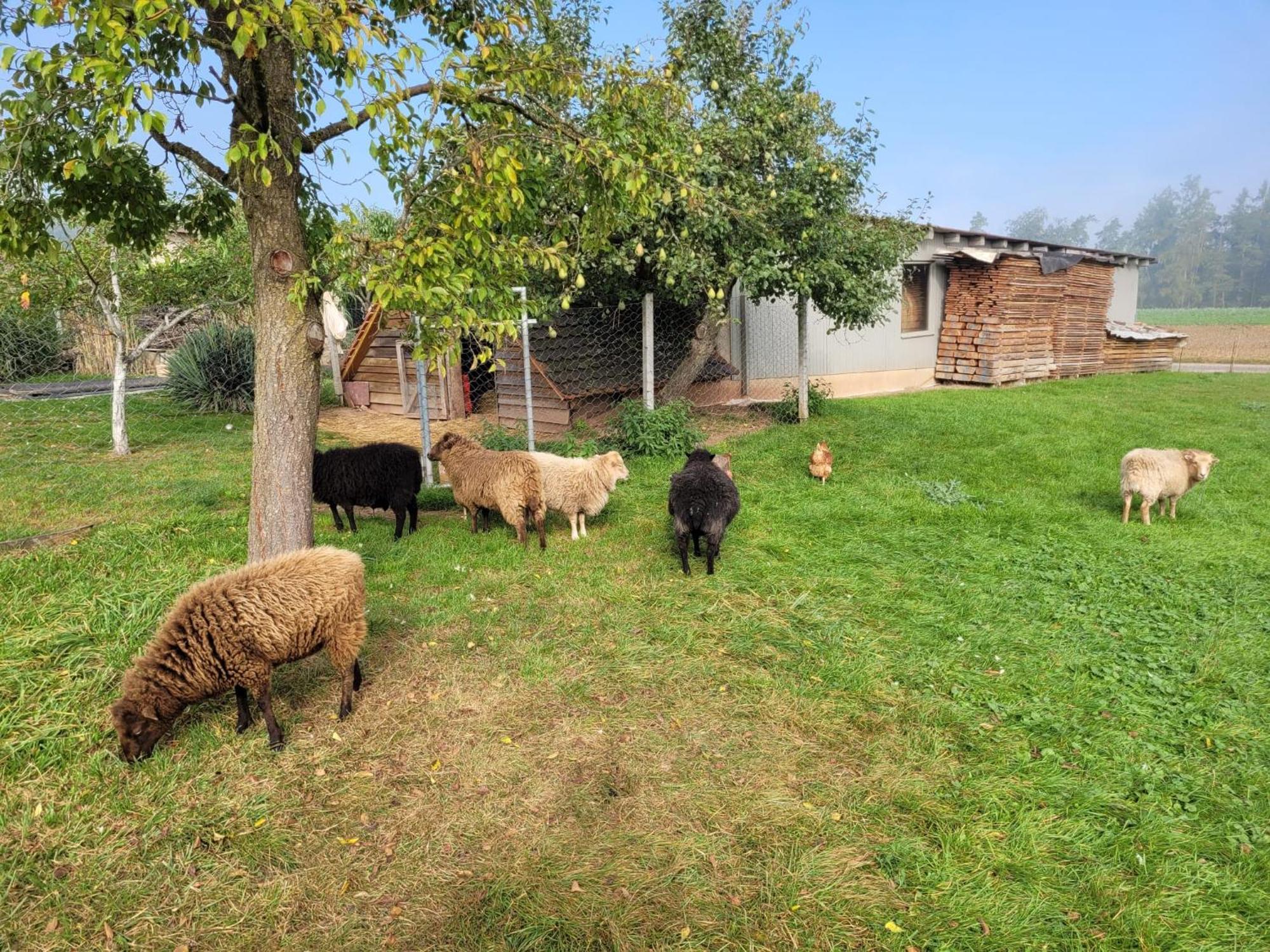 Ferienwohnung Wiesenhof Neuhof an der Zenn Εξωτερικό φωτογραφία